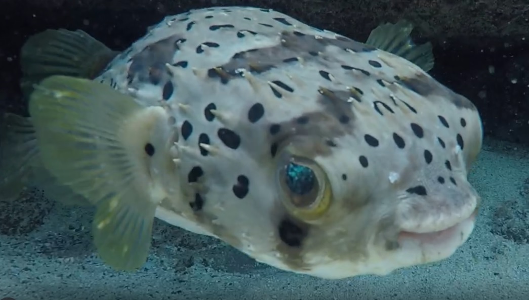 Cabo Verde: Video Peixe Balão