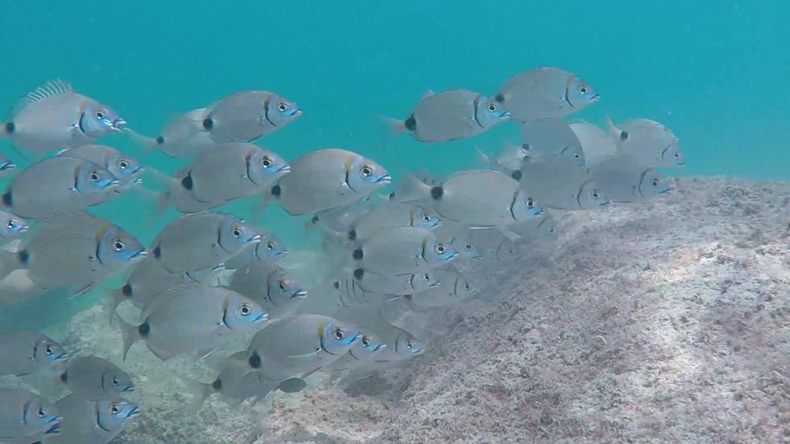 Cabo Verde: Interessante vídeo de pequenos sargos